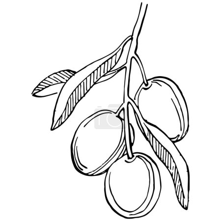 Ilustración de Esquema de aceitunas, ramas de olivo aisladas sobre fondo blanco, hojas, aceitunas, vector blanco y negro - Imagen libre de derechos
