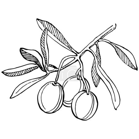 Téléchargez les illustrations : Contour des olives, branches d'olivier isolées sur fond blanc, feuilles, olives, vecteur noir et blanc - en licence libre de droit