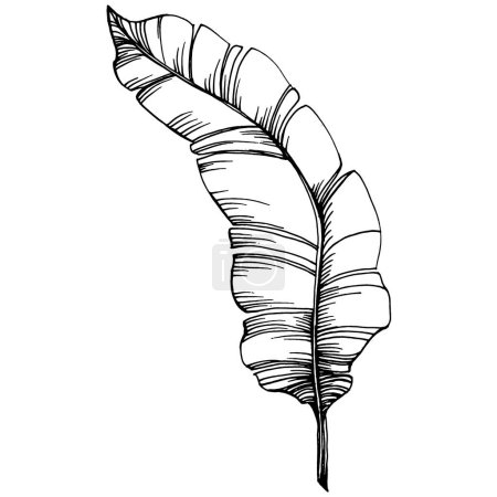Illustration for Hand-drawn isolated banana. Vector illustration exotic fruit. - Royalty Free Image