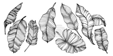 Ilustración de Plátano aislado dibujado a mano. Ilustración vectorial fruta exótica. - Imagen libre de derechos