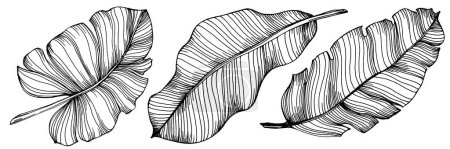 Illustration for Hand-drawn isolated banana. Vector illustration exotic fruit. - Royalty Free Image