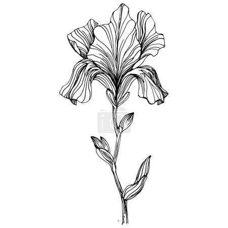 Téléchargez les illustrations : Fleur d'iris. Fleur botanique florale. Élément d'illustration isolé. Dessin vectoriel à la main fleur sauvage pour le fond, la texture, le motif d'emballage, le cadre ou la bordure. - en licence libre de droit
