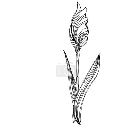 Téléchargez les illustrations : Fleur d'iris. Fleur botanique florale. Élément d'illustration isolé. Dessin vectoriel à la main fleur sauvage pour le fond, la texture, le motif d'emballage, le cadre ou la bordure. - en licence libre de droit