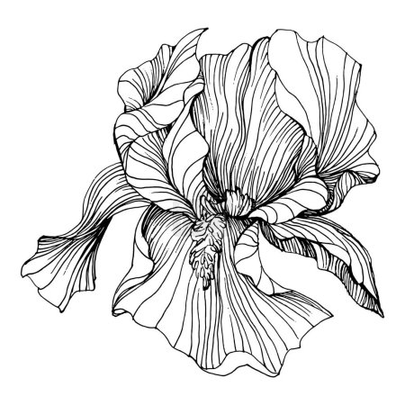 Téléchargez les illustrations : Les iris fleurissent. Fleur botanique florale. Élément d'illustration isolé. Dessin vectoriel à la main fleur sauvage pour le fond, la texture, le motif d'emballage, le cadre ou la bordure. - en licence libre de droit