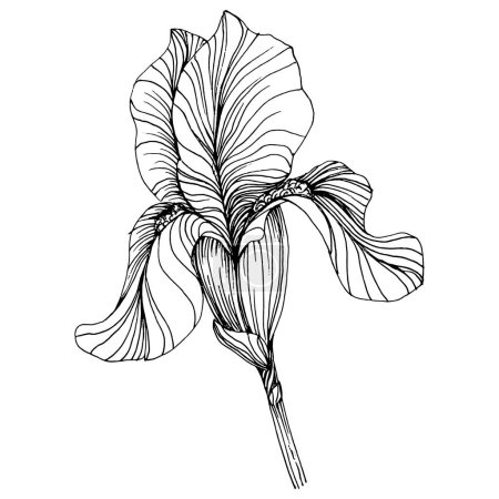 Illustration for Irises flower. Floral botanical flower. Isolated illustration element. Vector hand drawing wildflower for background, texture, wrapper pattern, frame or border. - Royalty Free Image