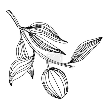 Ilustración de Elemento de boceto de olivo. Ramas de olivo aisladas. Dibujo a mano vectorial flor silvestre para fondo, textura, patrón de envoltura, marco o borde. - Imagen libre de derechos