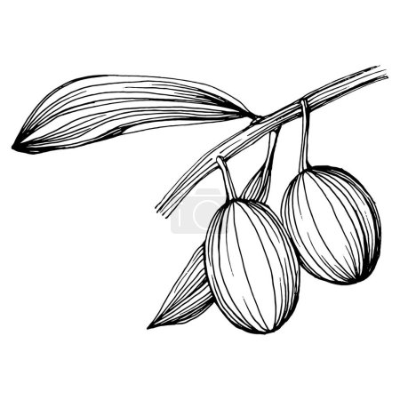 Téléchargez les illustrations : Élément croquis olive. Branches d'olivier isolées. Dessin vectoriel à la main fleur sauvage pour le fond, la texture, le motif d'emballage, le cadre ou la bordure. - en licence libre de droit