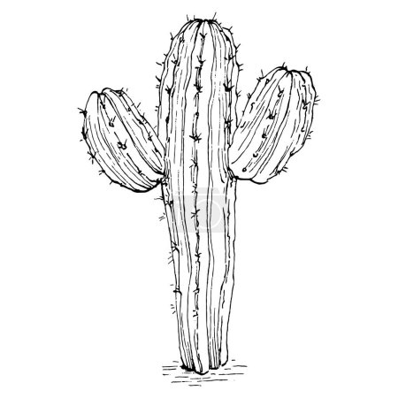 Téléchargez les illustrations : Illustration isolée de cactus sur fond blanc. icônes ou logo cactus. Élément pour cartes. Cactus du désert, plantes tropicales, jardin d'été. Décoré à la main - en licence libre de droit
