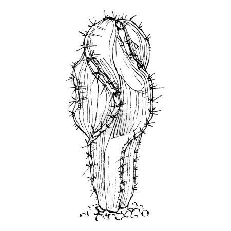 Ilustración de Ilustración aislada de cactus sobre fondo blanco. Iconos de cactus o logotipo. Elemento para cartas. Cactus del desierto, plantas tropicales, jardín de verano. Decorado dibujado a mano - Imagen libre de derechos