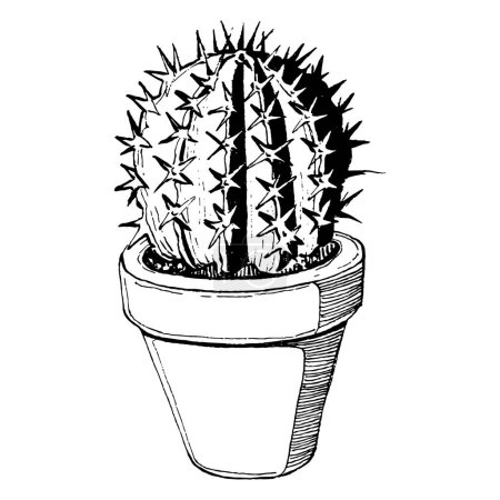 Illustration for Cacti isolated illustration on a white background. Cactus icons or logo. Element for cards. Desert cactus, tropical plants, summer garden. Decorated drawn by hand - Royalty Free Image