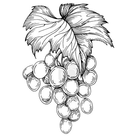 Illustration for Hand drawn grapes sketch. Wine vine close up outline, leaves, berries.  Black and white clip art isolated on white background. Antique vintage engraving illustration for design wine. - Royalty Free Image