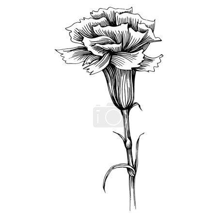 Téléchargez les illustrations : Fleur d'oeillet. Clou de girofle botanique florale. Élément d'illustration isolé. Dessin vectoriel à la main fleur sauvage pour le fond, la texture, le motif d'emballage, le cadre ou la bordure. - en licence libre de droit