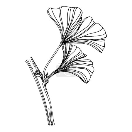 Ilustración de Ginkgo planta de hierbas a mano dibujo boceto. Tatuaje floral altamente detallado en estilo de arte en línea. Pinza en blanco y negro aislada sobre fondo blanco. Ilustración de grabado vintage antiguo para logo - Imagen libre de derechos