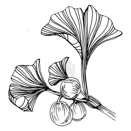Illustration for Ginkgo herbal plant by hand drawing sketch. Floral tattoo highly detailed in line art style. Black and white clip art isolated on white background. Antique vintage engraving illustration for logo - Royalty Free Image