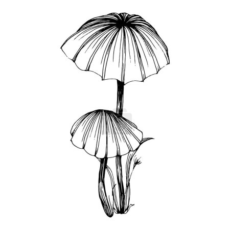 Illustration for Mushroom illustration sketch for logo. Mushrooms tattoo highly detailed in line art style. Black and white clip art isolated on white background. Antique vintage engraving illustration. - Royalty Free Image