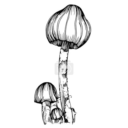 Téléchargez les illustrations : Croquis d'illustration de champignon pour logo. Tatouage de champignons très détaillé dans le style line art. Clip art noir et blanc isolé sur fond blanc. Illustration de gravure vintage antique. - en licence libre de droit