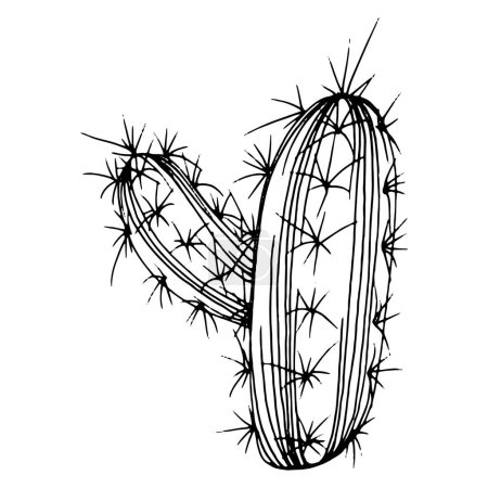 Téléchargez les illustrations : Croquis de cactus pour logo. Plantes succulentes florales tatouage très détaillé dans le style line art. Clip art noir et blanc isolé sur fond blanc. Illustration de gravure vintage antique. - en licence libre de droit