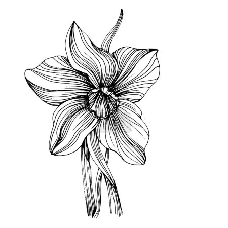 Téléchargez les illustrations : Fleur de narcisse. Jonquille botanique florale. Élément d'illustration isolé. Dessin vectoriel à la main fleur sauvage pour le fond, la texture, le motif d'emballage, le cadre ou la bordure. - en licence libre de droit