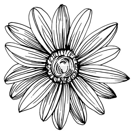 Illustration for Chamomile by hand drawing. Daisy whee - Royalty Free Image