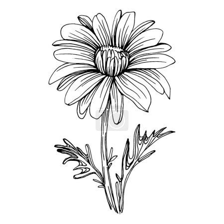 Chamomile by hand drawing. Daisy whee