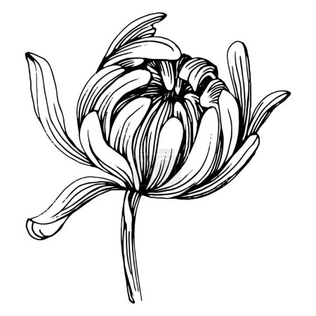 Ilustración de Crisantemo dibujado a mano. Tatuaje floral altamente detallado en estilo de arte en línea. Concepto de tatuaje de flor. Pinza en blanco y negro aislada sobre fondo blanco. Ilustración de grabado vintage antiguo. - Imagen libre de derechos