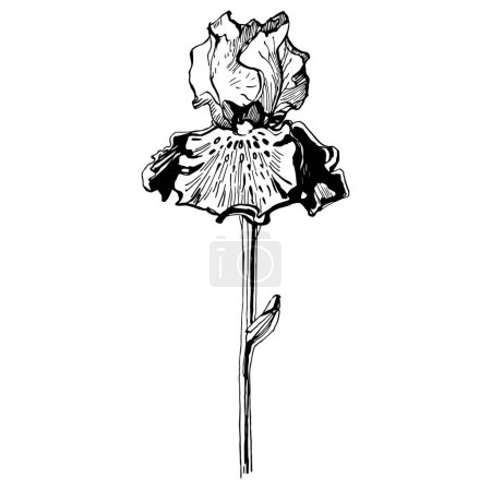 Illustration for Iris flower, vector illustration - Royalty Free Image