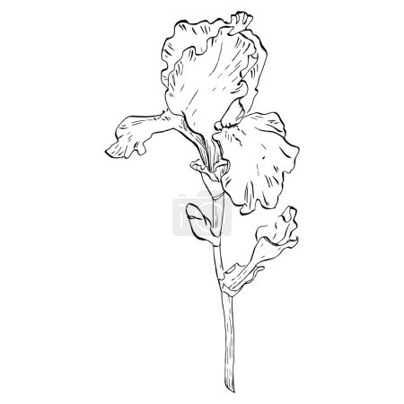 Illustration for Iris flower, vector illustration - Royalty Free Image