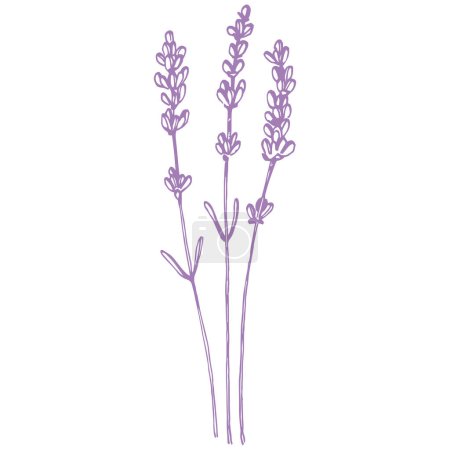Illustration for Lavender sketch flower. Vintage botanical drawing of French field Lavandula. Blossomed lavander. Hand-drawn vector illustration isolated on white - Royalty Free Image
