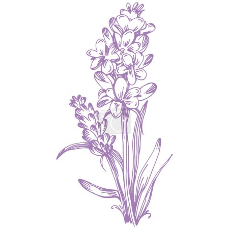 Illustration for Lavender sketch flower. Vintage botanical drawing of French field Lavandula. Blossomed lavander. Hand-drawn vector illustration isolated on white - Royalty Free Image