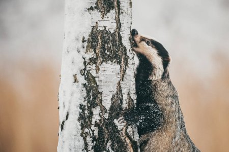 Photo for The European badger (Meles meles) harvests food from a tree trunk, portrait, close-up. Winter, lots of snow, cold. - Royalty Free Image
