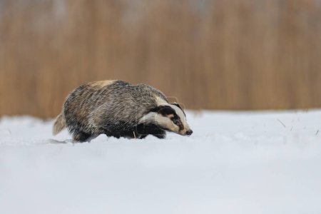 Photo for The European badger (Meles meles) in a snowy landscape near a forest in winter. Facing the camera. - Royalty Free Image
