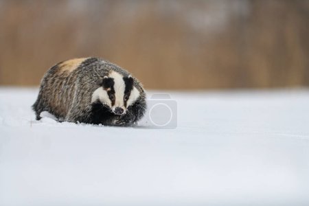Photo for The European badger (Meles meles) in a snowy landscape near a forest in winter. Facing the camera. - Royalty Free Image