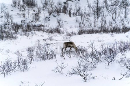 Foto de Ciervo en la naturaleza nevada en tromso - Imagen libre de derechos