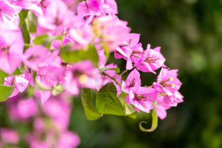 Photo for Bougainvillea flower on the tree - Royalty Free Image