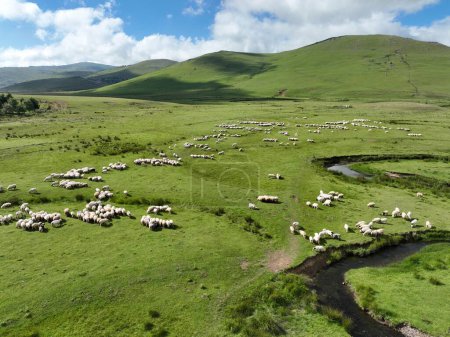 Téléchargez les photos : Vue aérienne du plateau montagneux et des méandres avec moutons - en image libre de droit