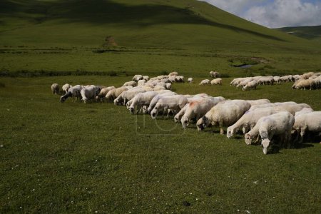 Photo for Sheeps in plateau fiels - Royalty Free Image