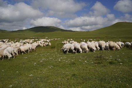 Téléchargez les photos : Moutons dans des champs de plateau - en image libre de droit