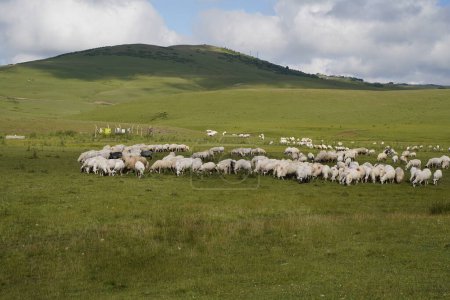 Téléchargez les photos : Moutons dans des champs de plateau - en image libre de droit