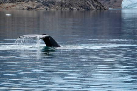 Téléchargez les photos : Baleine à bosse plonge dans l'océan - en image libre de droit