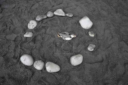 Téléchargez les photos : Oiseau macareux mort sur la plage de sable noir en Islande - en image libre de droit