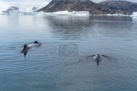 Photo for Humpback whale in arctic ocean greenland - Royalty Free Image