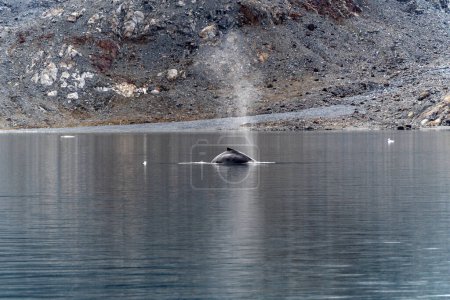 Foto de Ballena jorobada en el océano Ártico Groenlandia - Imagen libre de derechos