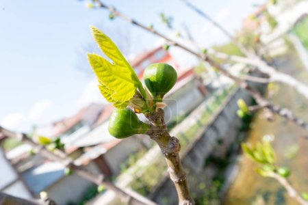 Téléchargez les photos : Figues fraîcheur sur l'arbre - en image libre de droit