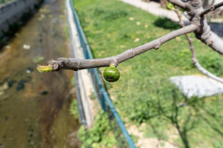 Téléchargez les photos : Figues fraîcheur sur l'arbre - en image libre de droit