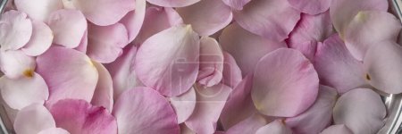 Téléchargez les photos : Vue rapprochée de petali di rose, fond floral, concept romantique - en image libre de droit