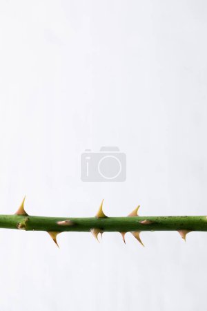 Photo for Isolated rose stem with thorns on white background - Royalty Free Image