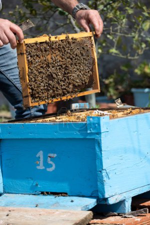 Téléchargez les photos : L'apiculteur contrôle la boîte à abeilles - en image libre de droit
