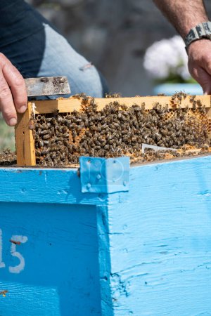 Téléchargez les photos : L'apiculteur contrôle la boîte à abeilles - en image libre de droit