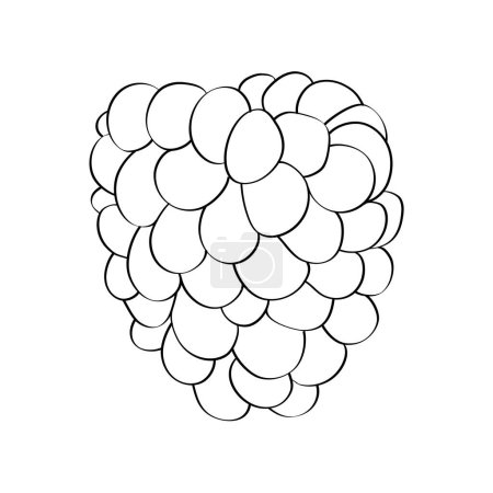 Illustration for Black and white raspberries are neatly arranged on a plain white surface - Royalty Free Image