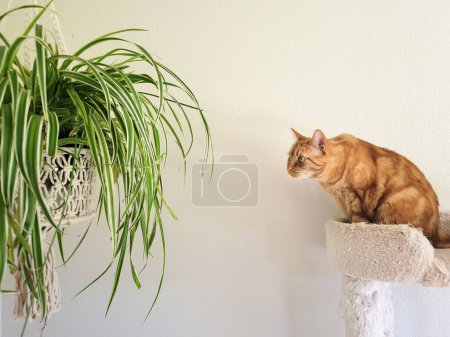 Photo for Red tabby cat looking intently at a hanging spider plant, contemplating how to eat it. - Royalty Free Image